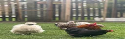 Chickens poultry for sale: Hatching eggs Pekin bantams & silkie  - Advert 15