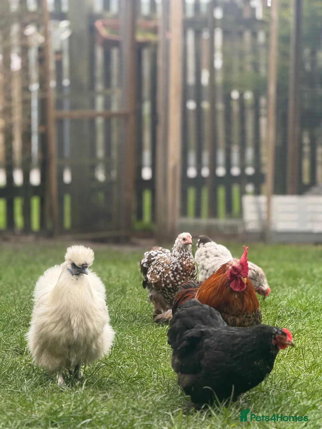 Chickens poultry for sale: Hatching eggs Pekin bantams & silkie  - Advert 15