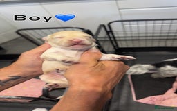 Cockapoo dogs for sale: F2 Cockapoo puppies - Image 1
