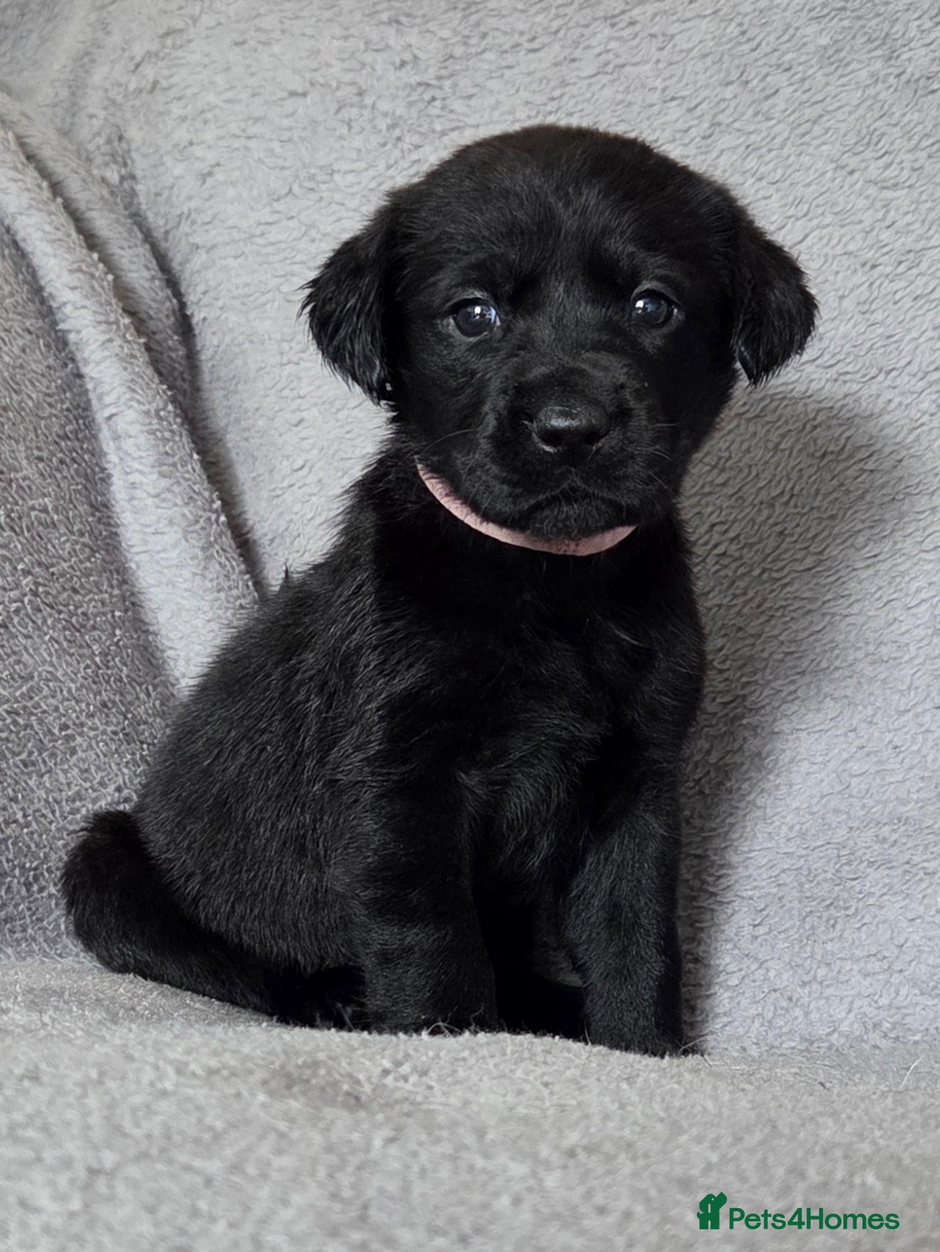 Labrador Retriever dogs READY TO LEAVE NOW LABRADOR PUPPIES 5 GIRLS 1 BOY - Advert 1