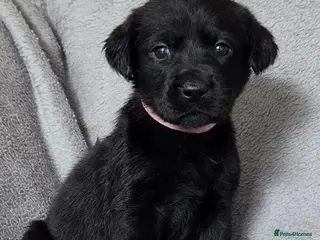 Labrador Retriever dogs READY TO LEAVE NOW LABRADOR PUPPIES 5 GIRLS 1 BOY - Advert 1