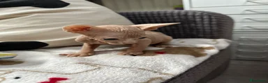 Sphynx Kitten 2