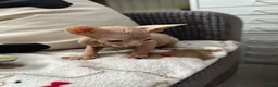 Sphynx cats for sale: Canadian Sphynx kittens READY NOW - Advert 28