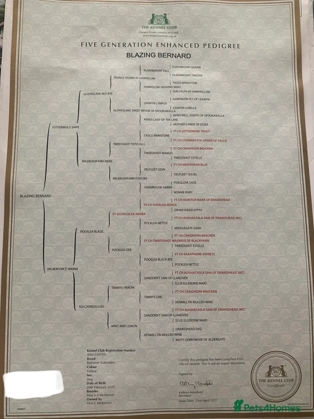 Labrador Retriever dogs for stud: KC reg, health tested Lab at Stud- Blazing bernard in Malton - Advert 7