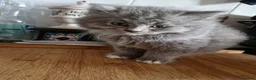 British Longhair cats for sale: BEAUTIFUL BRITISH LONGHAIR KITTENS in Runcorn - Advert 7