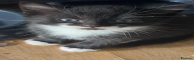 Mixed Breed Kitten 1
