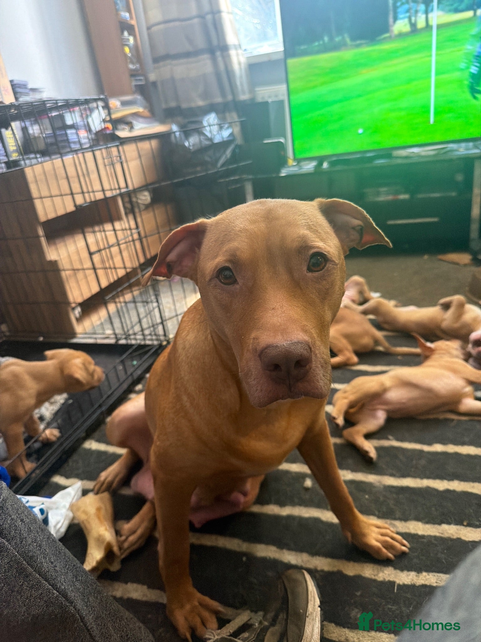 Mixed Breed dogs Staffy X puppies for sale  - Advert 2
