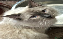 Ragdoll cats for sale: Ragdoll cross kittens - Image 10