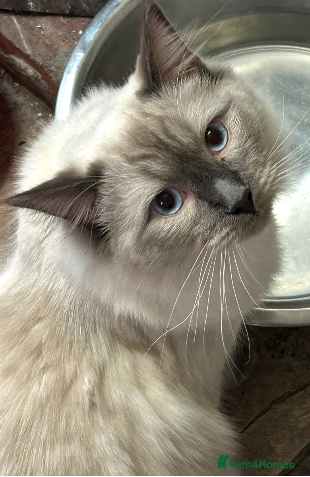 Ragdoll cats for sale: Ragdoll cross kittens - Image 10