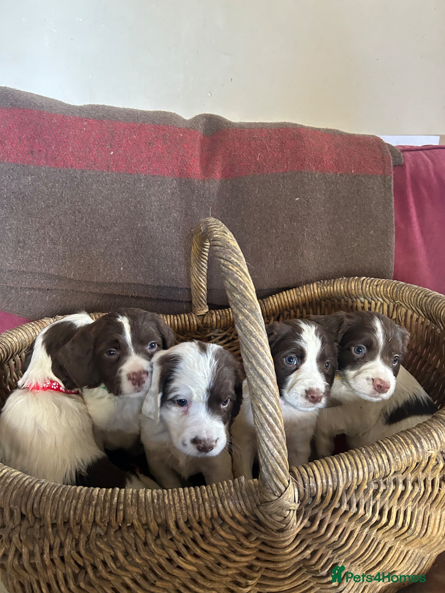 English Springer Spaniel dogs English springer spaniel puppies  - Advert 1