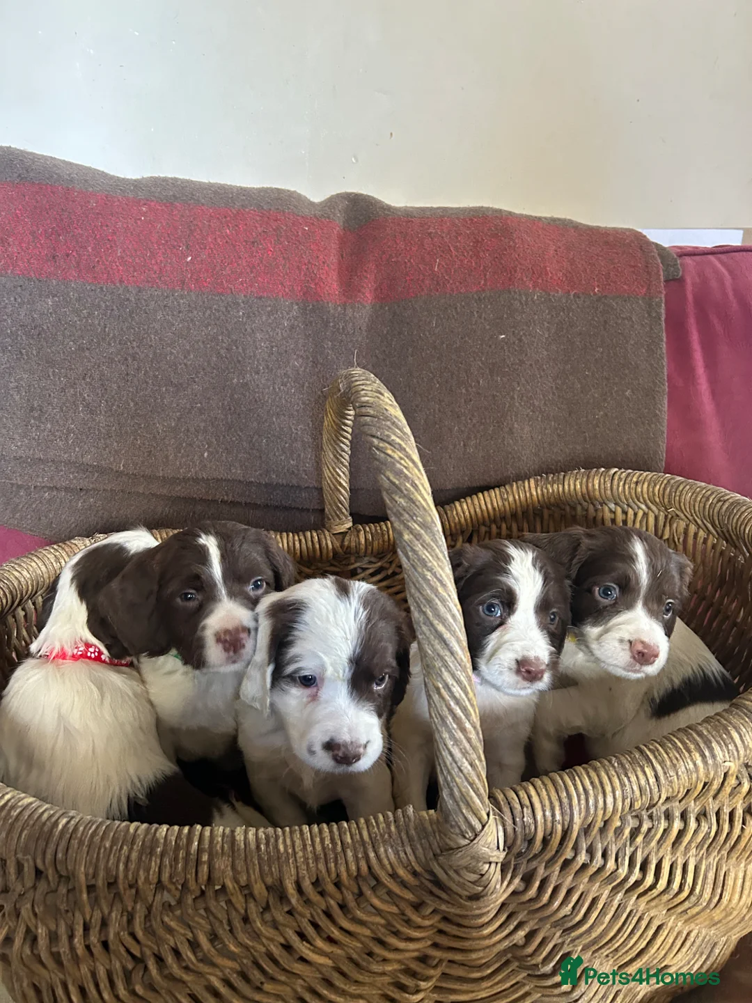 English Springer Spaniel dogs for sale: English springer spaniel puppies  - Advert 1