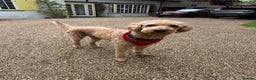 Labradoodle dogs for stud: F1 Labradoodle For Stud. in Reading - Advert 2