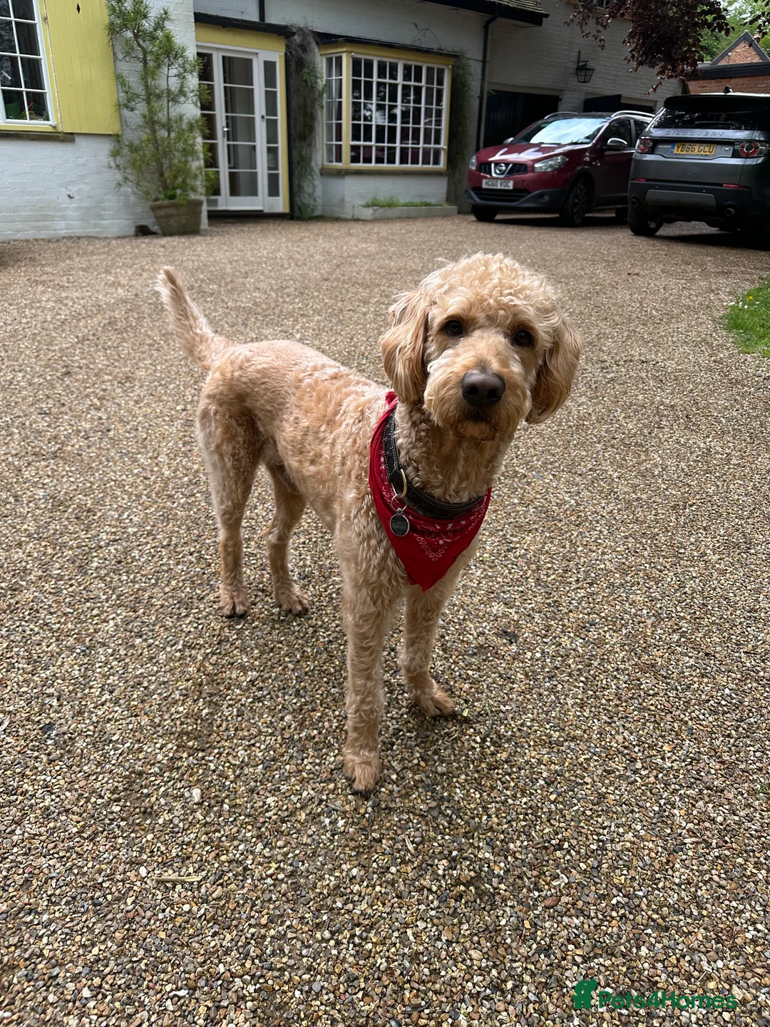 Labradoodle dogs for stud: F1 Labradoodle For Stud. in Reading - Advert 2