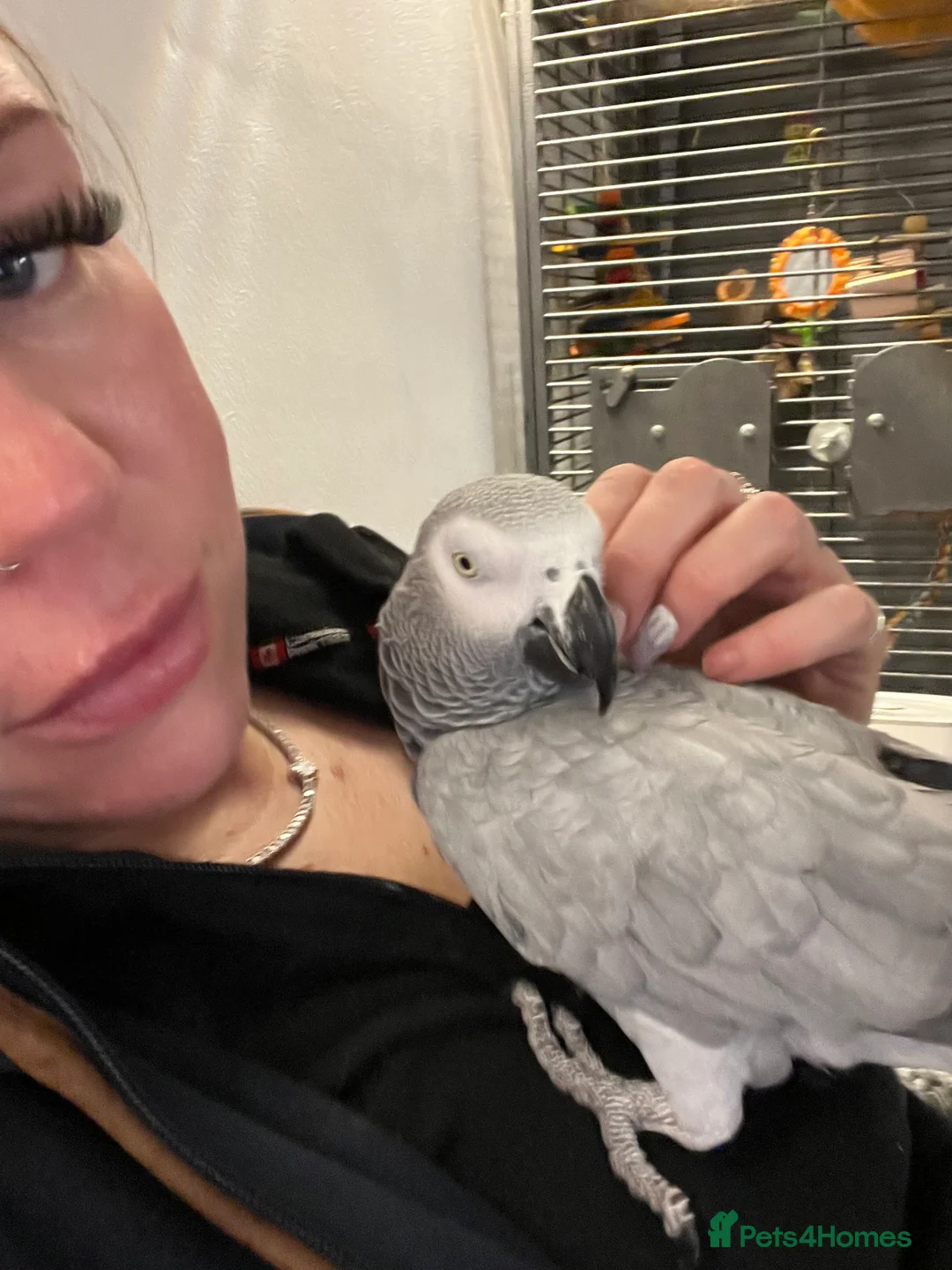 Parrots birds for sale: Extremely sad sale of our much loved Coco - Advert 4