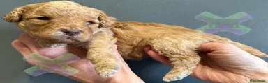 Miniature Poodle Puppy 1