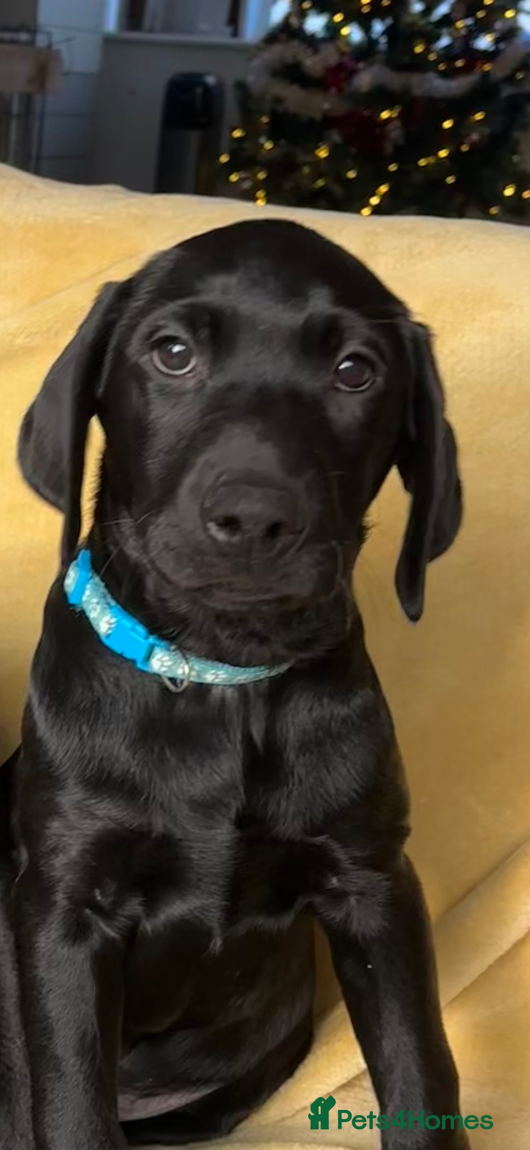 Labrador Retriever dogs for sale: KC Fully Health Tested Outstanding Working Line - Advert 13