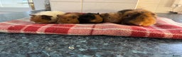 Guinea Pig rodents for sale: Beautiful baby guinea pigs  - Advert 3