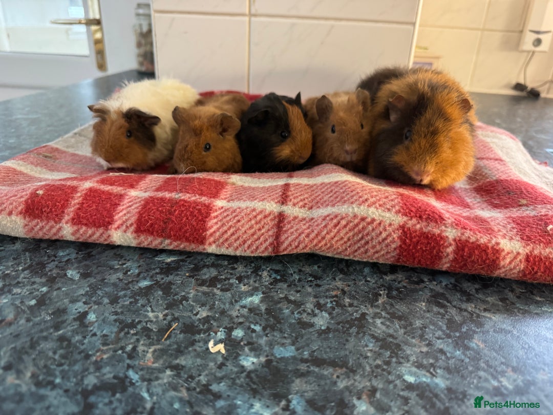 Guinea Pig rodents for sale: Beautiful baby guinea pigs  - Advert 3