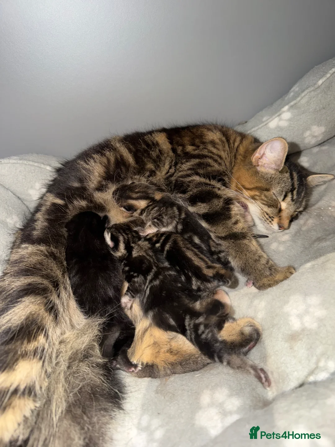 Mixed Breed cats for sale: 5 half Maine coone, quarter bengal kittens  in Milton Keynes - Advert 2