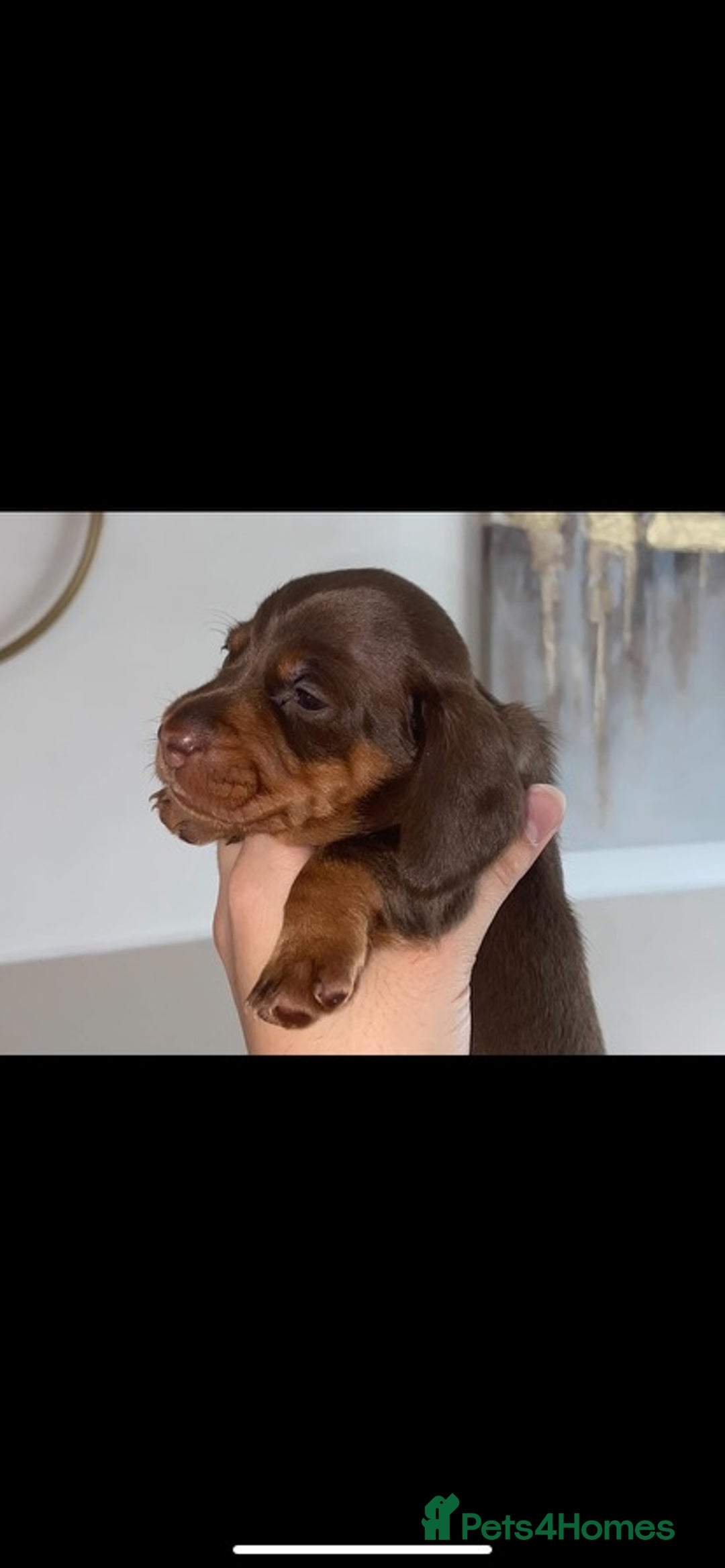 Miniature Dachshund dogs for sale: KC Championship line miniature dachshunds  - Image 12