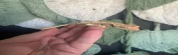 Gecko reptiles for sale: Crested Gecko Babies - Advert 9