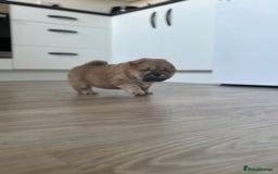 Chow Chow dogs for sale: Champion pedigree chow chow puppies in Northampton - Image 40