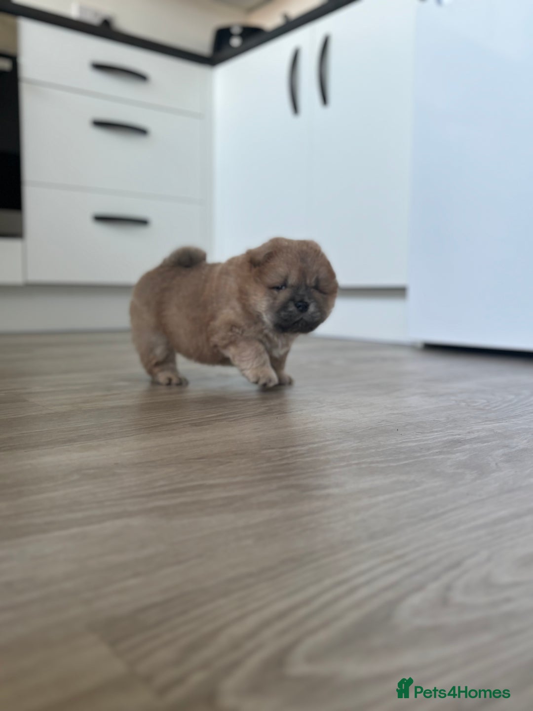 Chow Chow dogs for sale: Champion pedigree chow chow puppies in Northampton - Image 40