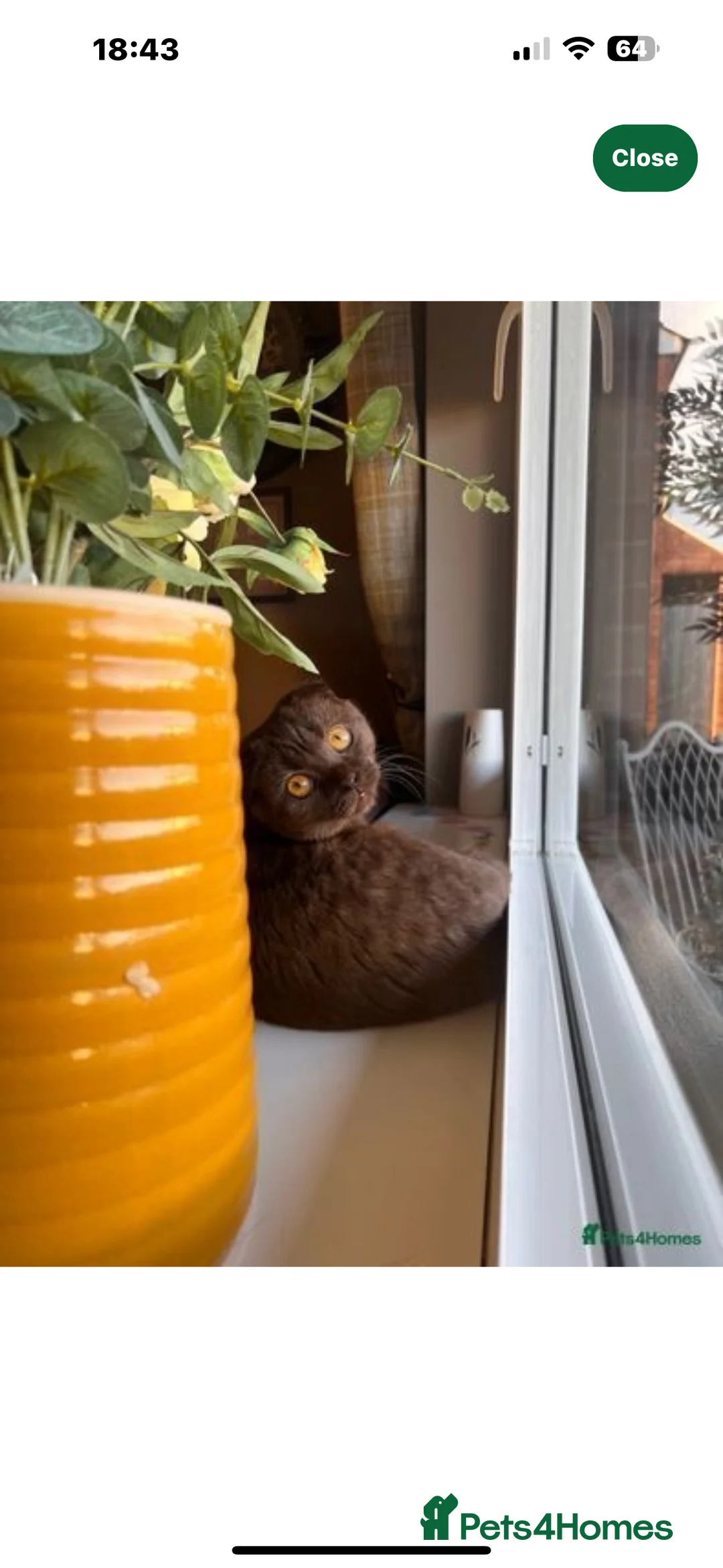 Scottish Fold cats for sale: Rare chocolate Scottish Fold Cat 🐾 - Advert 11