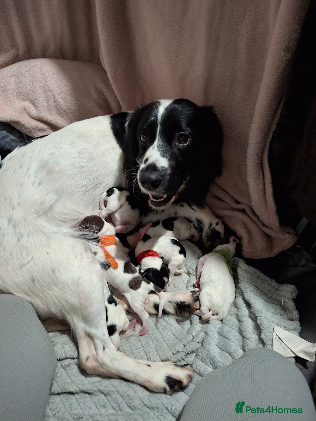 Sprocker dogs for sale: Sprocker/Springer Spaniel pups - Advert 1