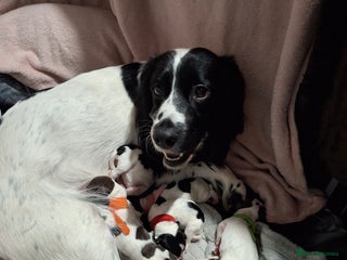 Sprocker dogs Sprocker/Springer Spaniel pups - Advert 1