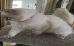 Ragdoll cats for sale: Beautiful blue lynx Ragdoll - Image 4