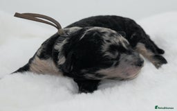 Cavapoo dogs for sale: Extensively health tested F1b curly Cavapoos  - Image 26