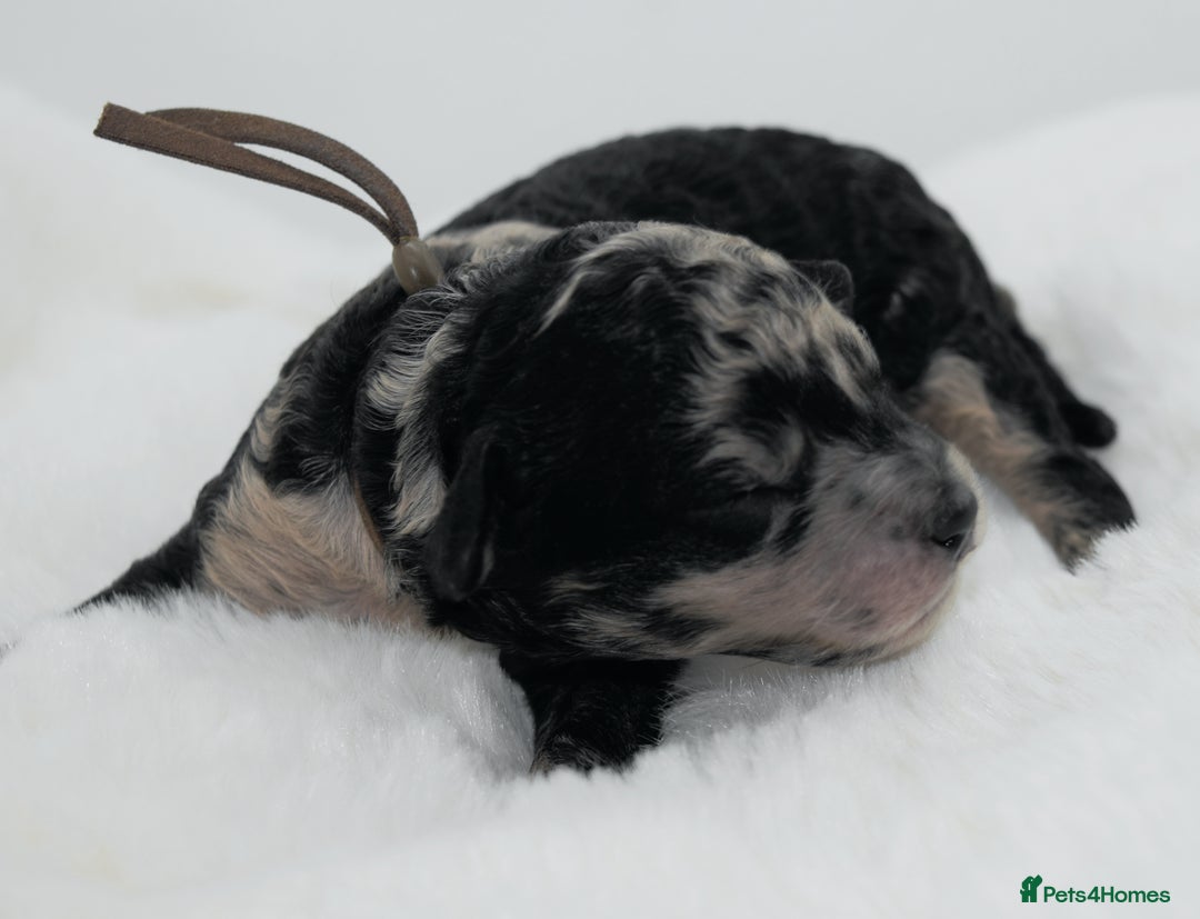 Cavapoo dogs for sale: Extensively health tested F1b curly Cavapoos  - Image 26