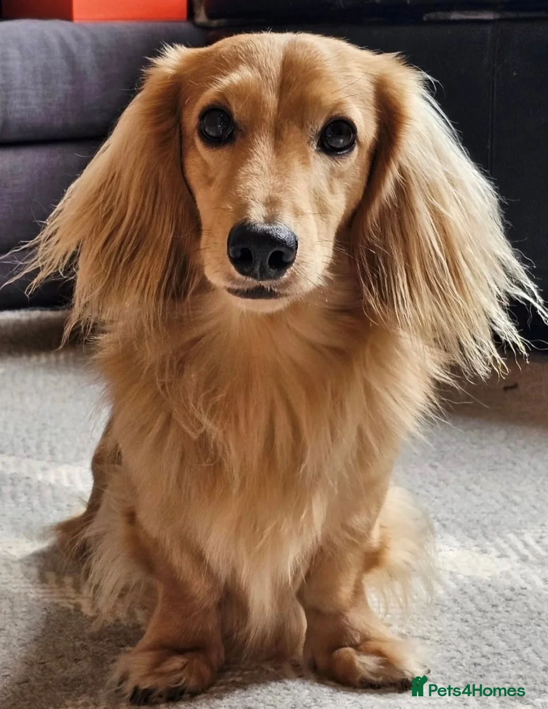 Miniature Dachshund dogs for sale: Waiting List Now Open for Exceptional Litter - Advert 4