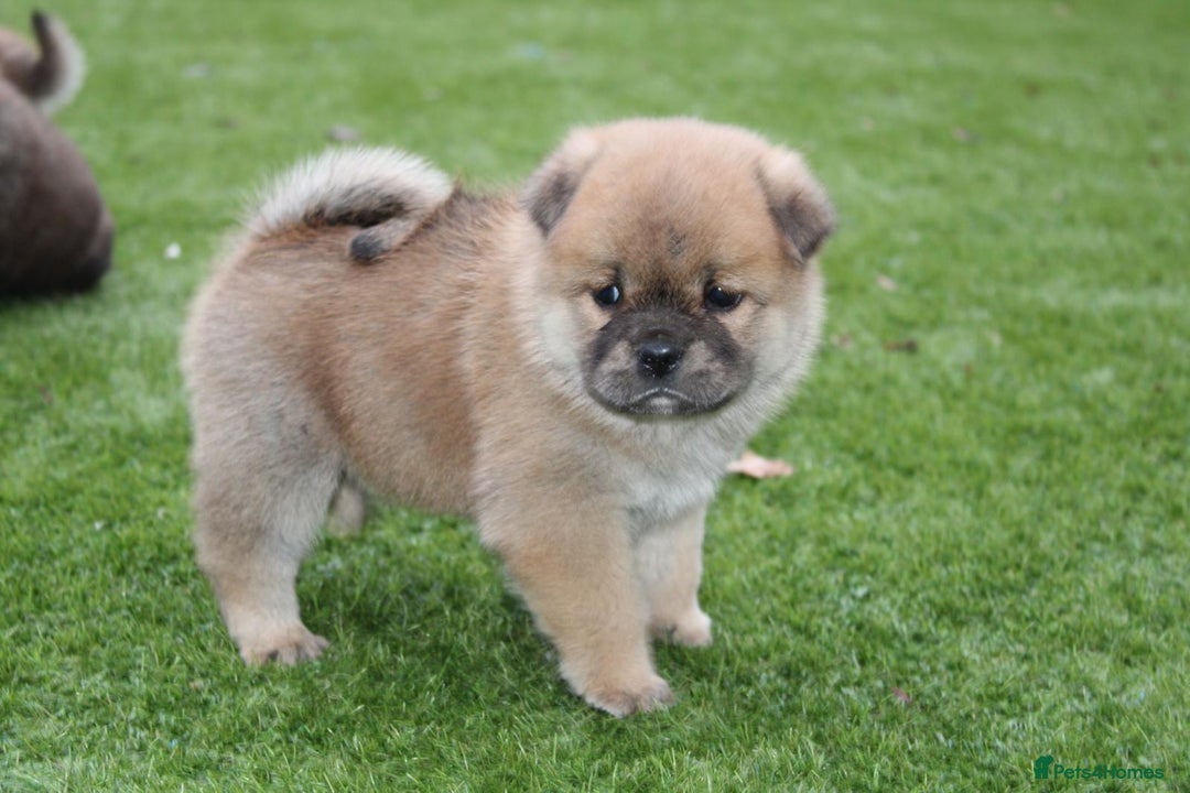 Mixed Breed dogs for sale: 🐾 Chow Chow x Japanese Chin CHINCHOWS 🐾 - Advert 17