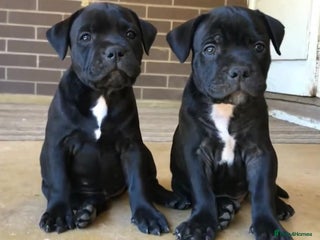 Staffordshire Bull Terrier dogs - Advert 1