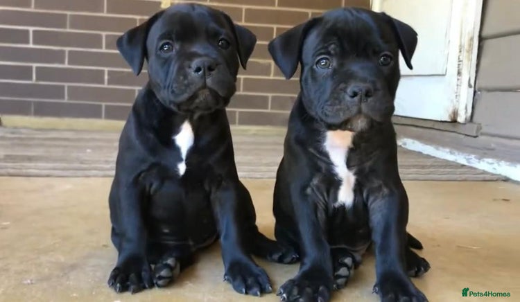 Staffordshire Bull Terrier dogs - Advert 1