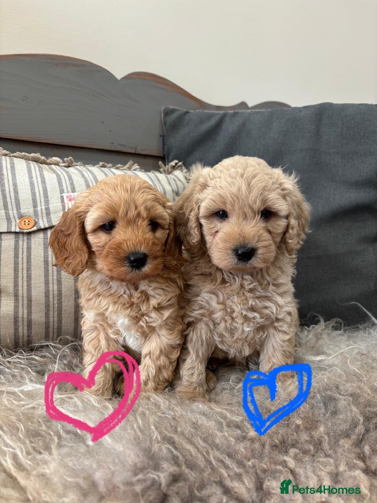 Cavapoochon dogs 🩷💙Beautiful Cavapoochon Puppies💙🩷 - Advert 1