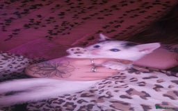 Mixed Breed cats for sale: Two lovely kittens  - Image 3
