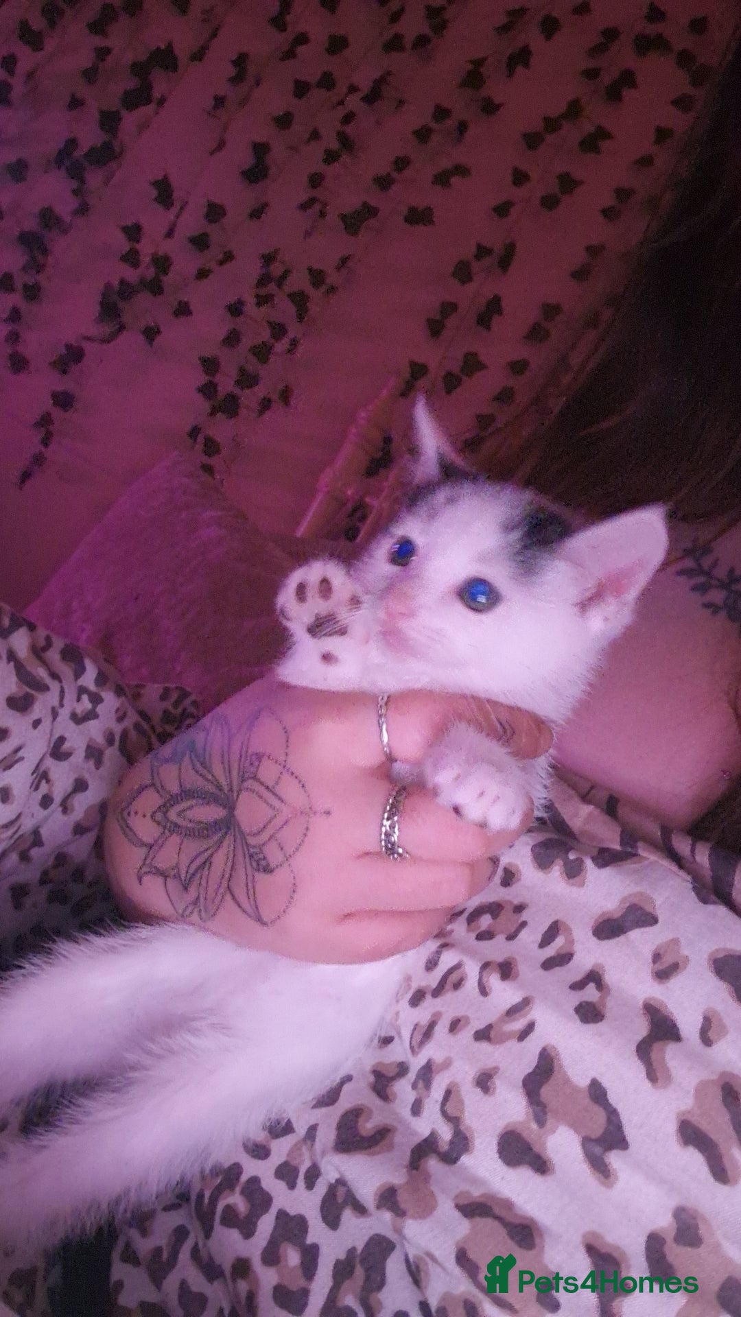 Mixed Breed cats for sale: Two lovely kittens  - Image 3
