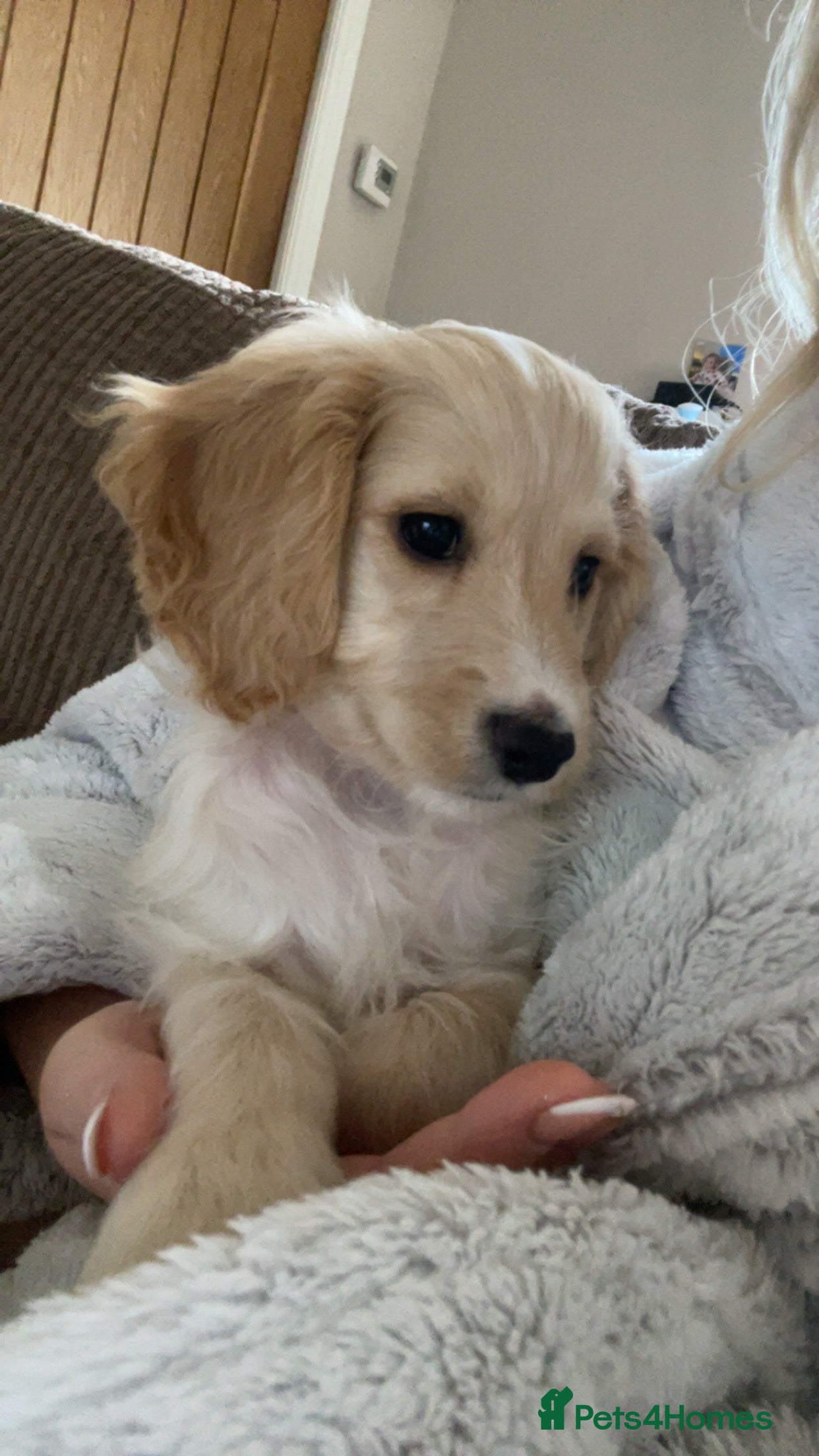 Cockapoo dogs Cockerpoo for sale!!! - Advert 1