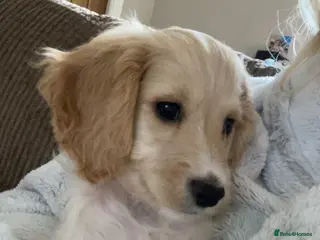 Cockapoo dogs Cockerpoo for sale!!! - Advert 7