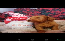 Mixed Breed dogs for sale: Stunning multigenerational golden Irish doodles  - Image 22