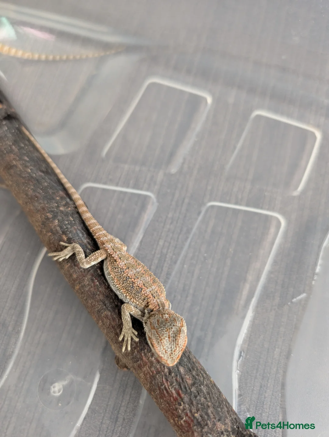 Bearded Dragon reptiles for sale: Baby Bearded Dragons  - Advert 2