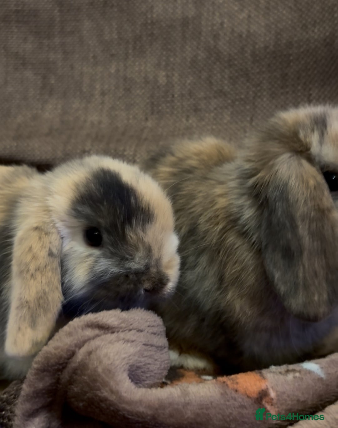Mini Lop rabbits for sale: Bonded Mini Lop Harlequin Pair. Sold Together Only - Advert 20