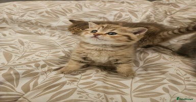 British Shorthair cats British Shorthair kittens!!!  - Advert 11