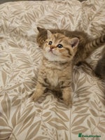 British Shorthair cats British Shorthair kittens!!! - Advert 2