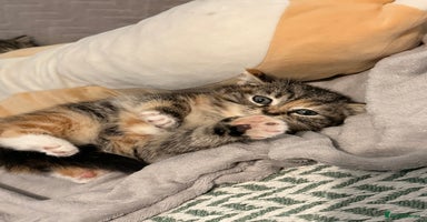 Mixed Breed cats Kittens - Advert 8