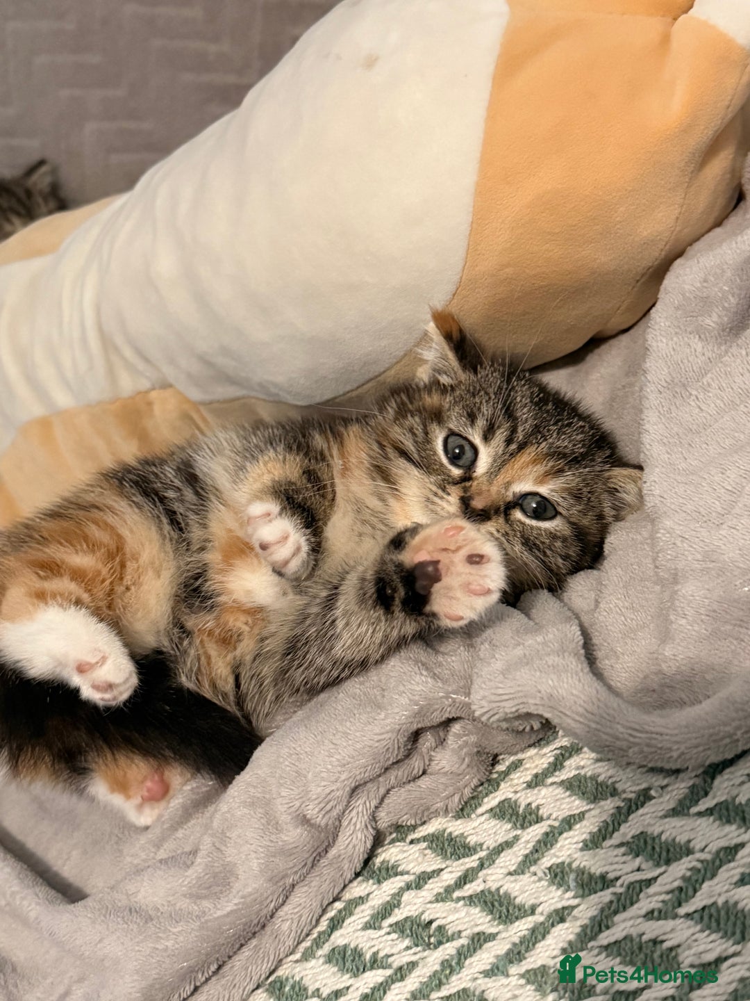 Mixed Breed cats for sale: Kittens - Image 7