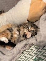 Mixed Breed cats Kittens - Advert 4